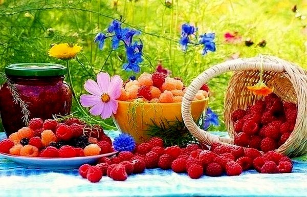 Августовское утро на природе