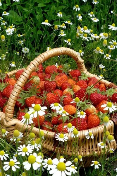 Летнее настроение