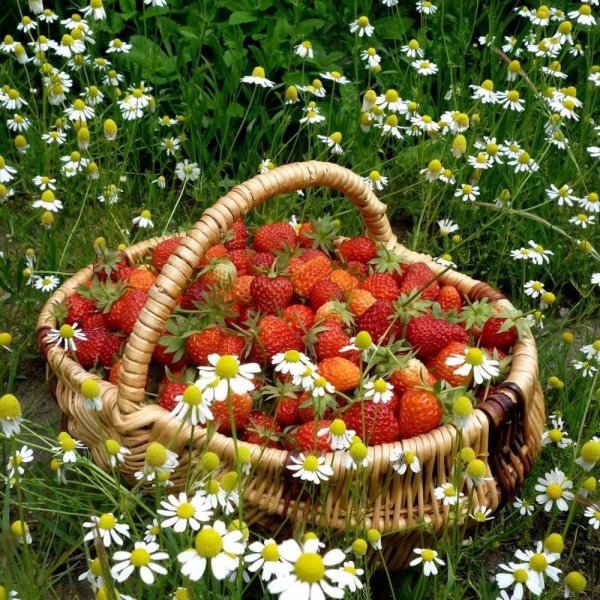 Лето картинки