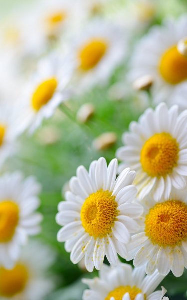 Открытки с летом