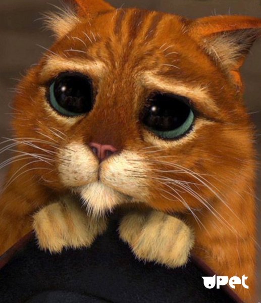 Корни Шрек кот