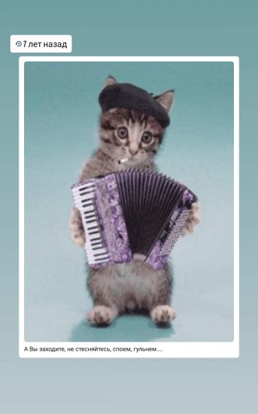 Кот с аккордеоном
