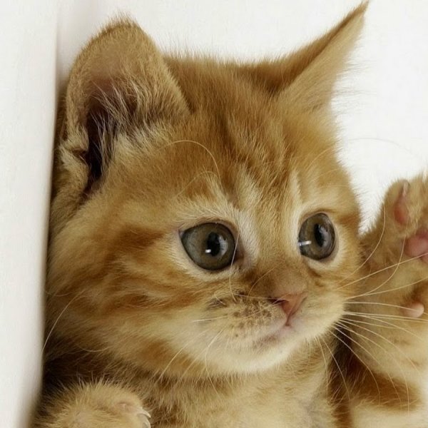 Милый котик машет лапкой