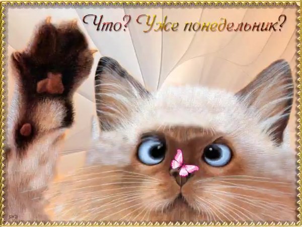 Открытки с понедельником прикольные