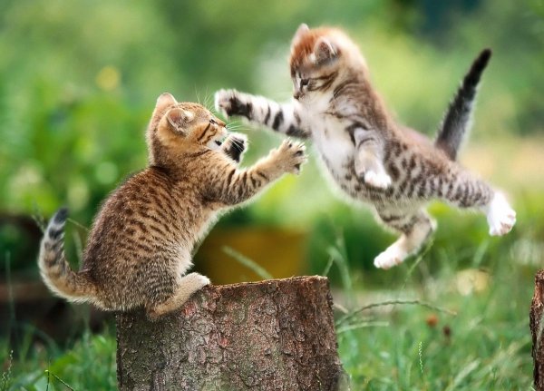 Котята играются