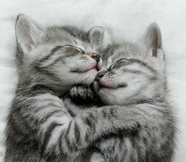 Котята в обнимку