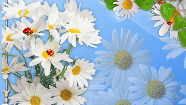 Фон ромашки