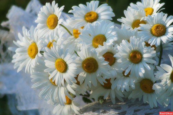 Ромашки фото