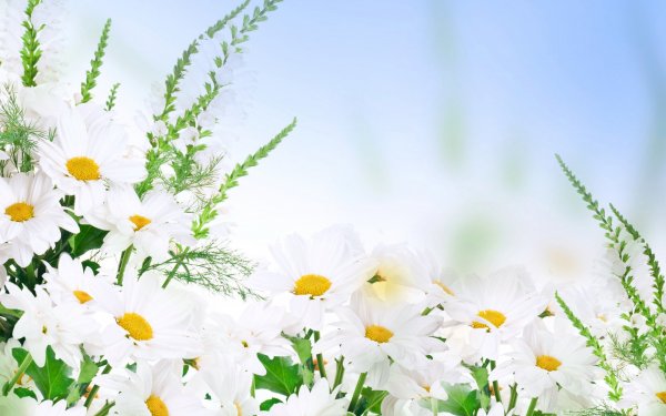 Фон ромашки