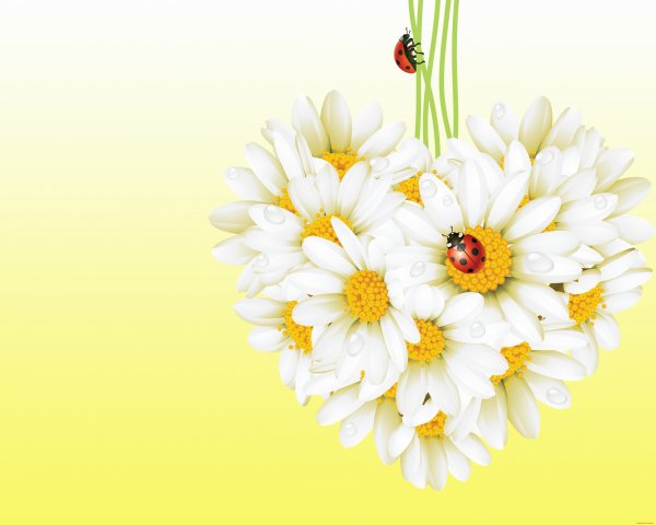 Открытки с ромашками