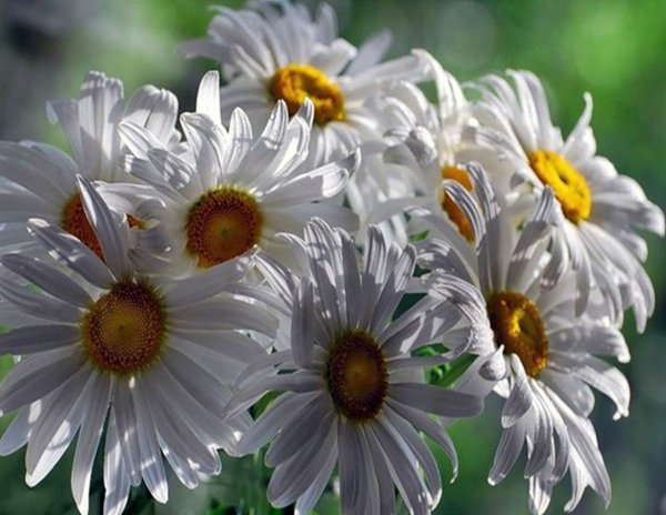 Ромашки анимация