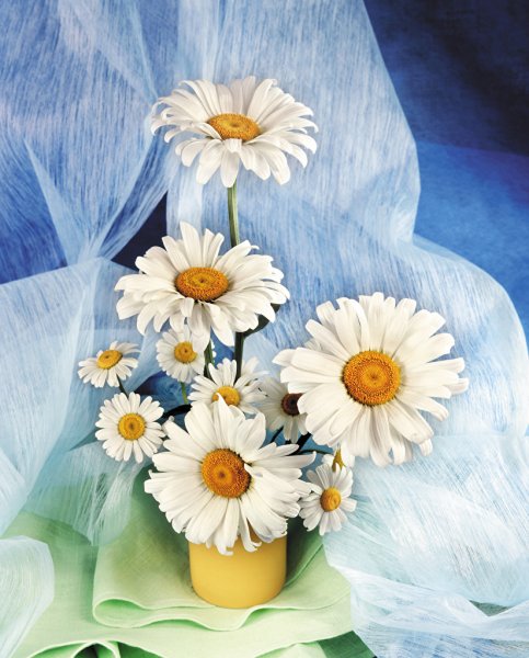 Ромашки любовь