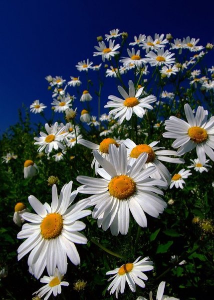 Живые ромашки