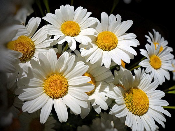 Три ромашки