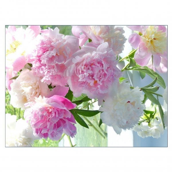 Пионы на солнце