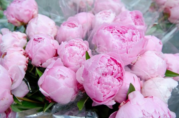 Букет нераспустившихся пионов