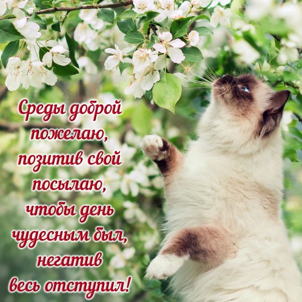 Открытки поздравления со средой