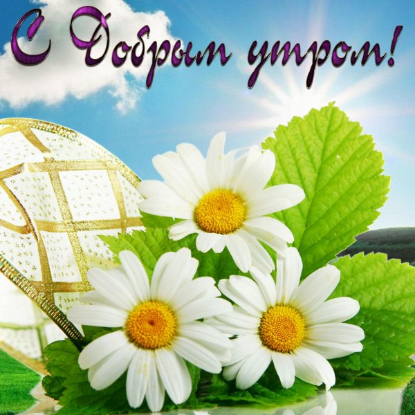 Открытки с ромашками