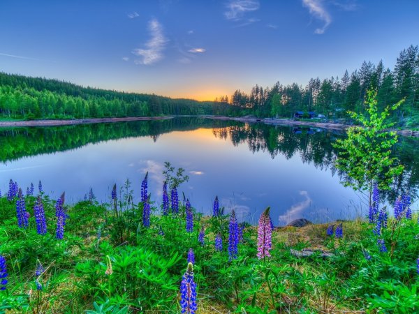 Озеро в лесу