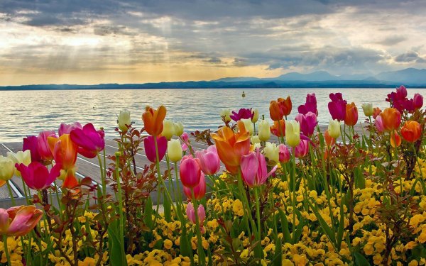 Море цветов