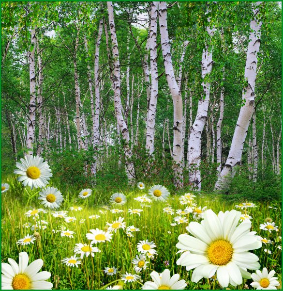 Природа летом