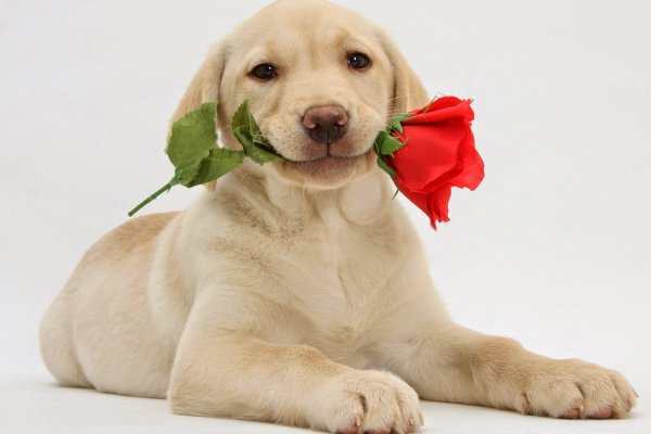 Щенок лабрадора