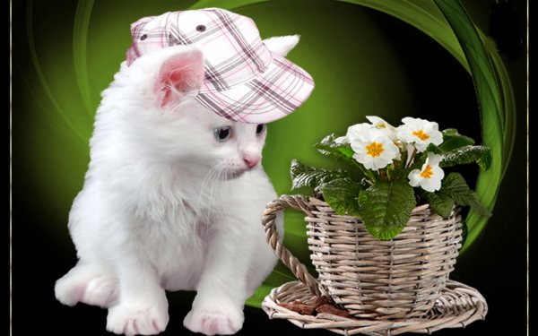 Поздравления без повода