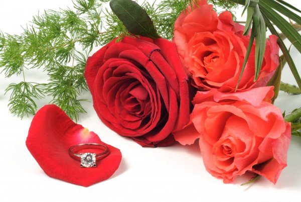 Красивая роза для любимой