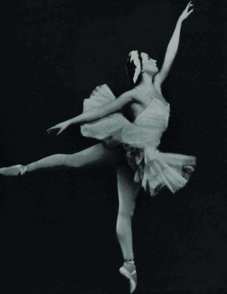 Лебединое озеро черный и белый лебедь