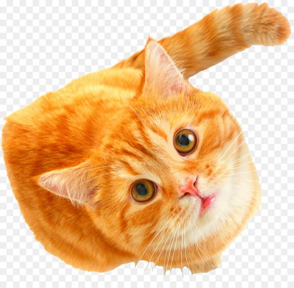 Поздравления с днём кошек