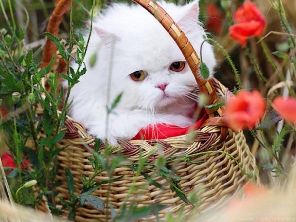 Открытки с животными