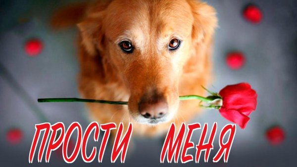 Собака с розой в зубах