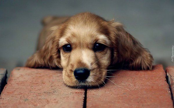 Фото прости меня