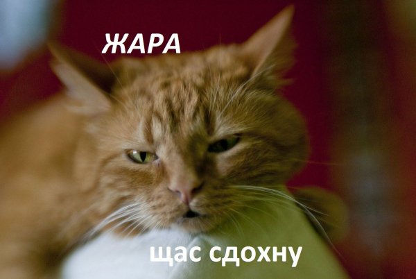 Жара прикол