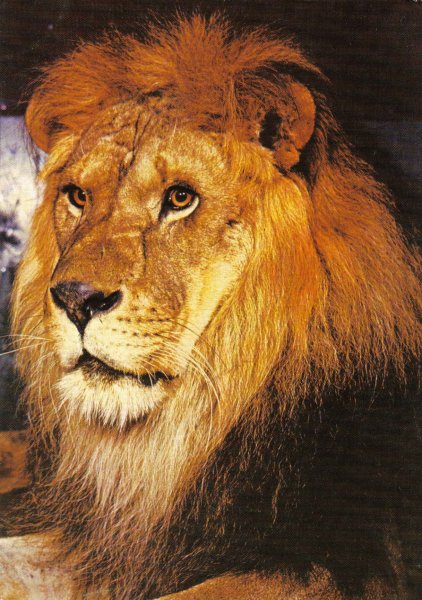 Рождение Льва