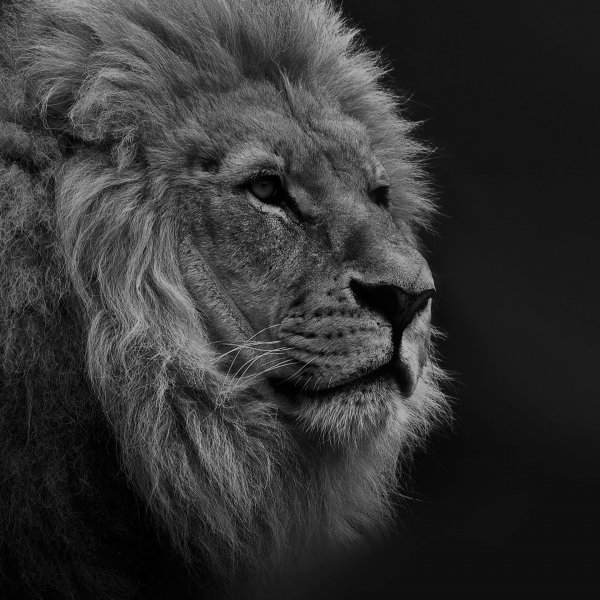 Красавица и чудовище Лев