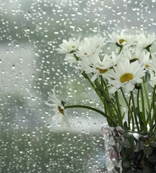 Дождливое Весеннее утро