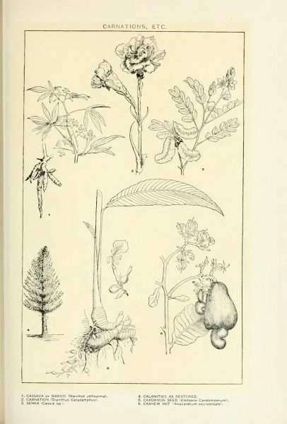 Венок из пряностей вектор