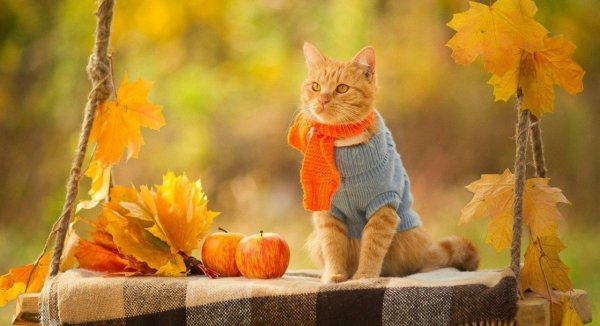 Рыжий кот осенью