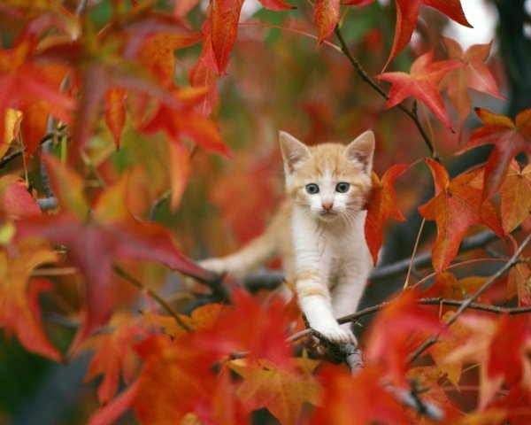 Животные в листве