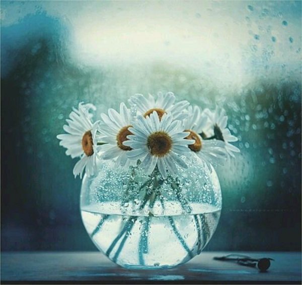 Жизнь прекрасна ромашки