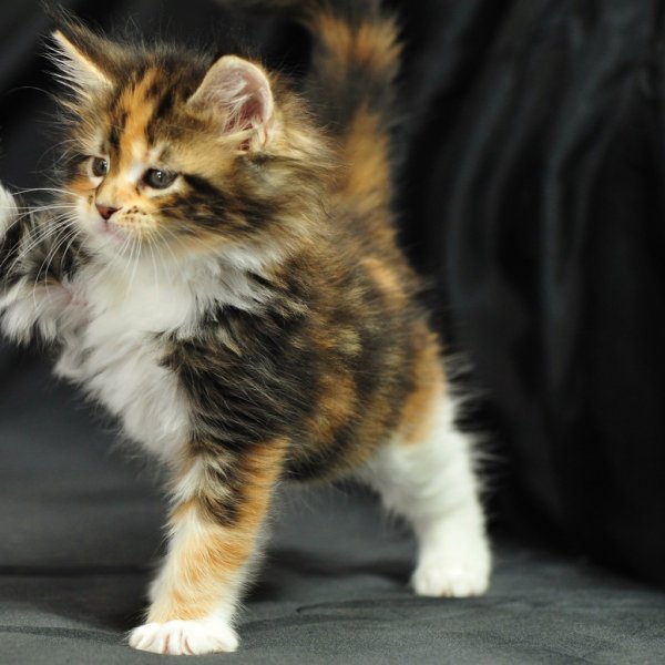 Маленькие котята пушистые трехцветные