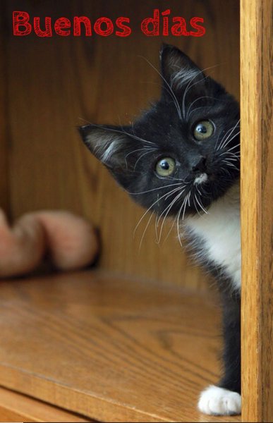 Котенок подглядывает