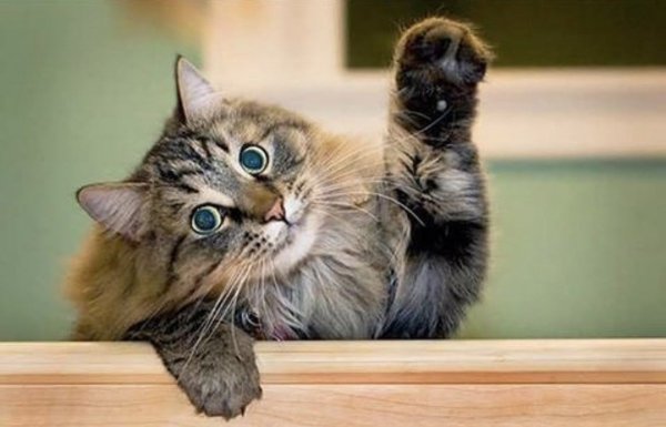 Кот прощается