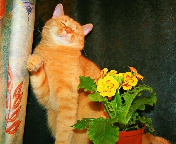 Рыжий кот с цветочком