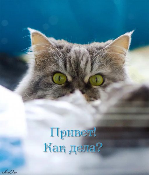 Привет как дела
