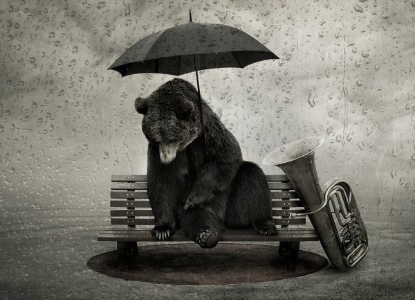 Медведь под дождем