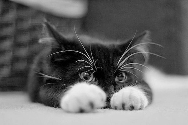 Скучающий кот