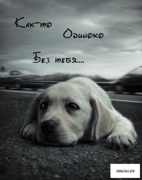 Грустная собака картинки