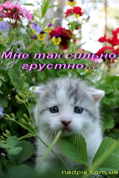 Котики для настроения